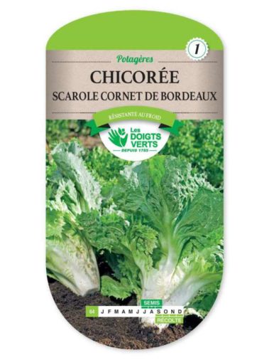Chicorée Scarole Cornet de Bordeaux Les Doigts Verts
