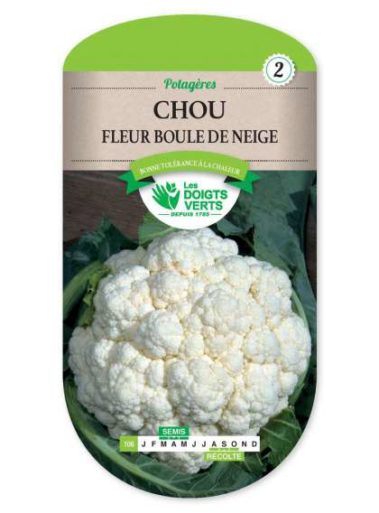Chou - Fleur Boule de Neige