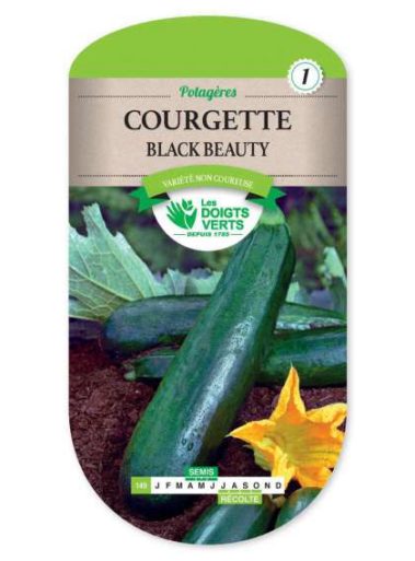 Courgette Black Beauty