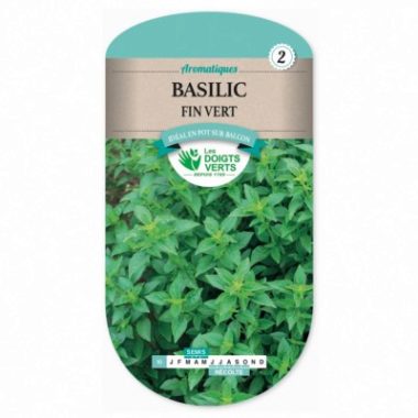 Basilic Fin Vert