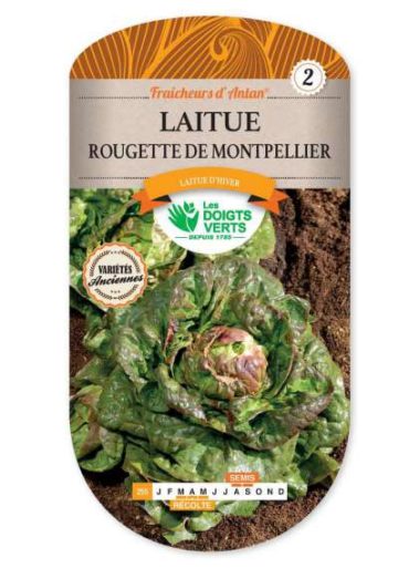 Laitue Rougette de Montpellier