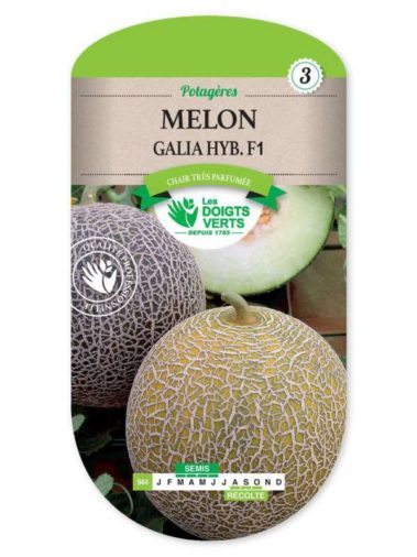 Melon Galia Hyb.F1